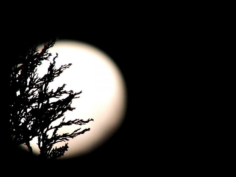 Pavor nocturn (teroare nocturnă)